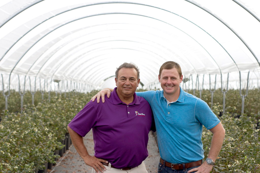 Wish Farms introduces Misty Organics blueberry farm