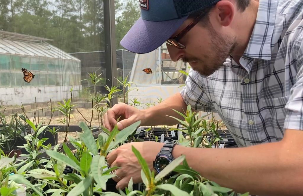 Study: aphids make pollinators less attracted to tropical milkweed