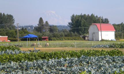 Organic methods evaluated for organic vegetable yield