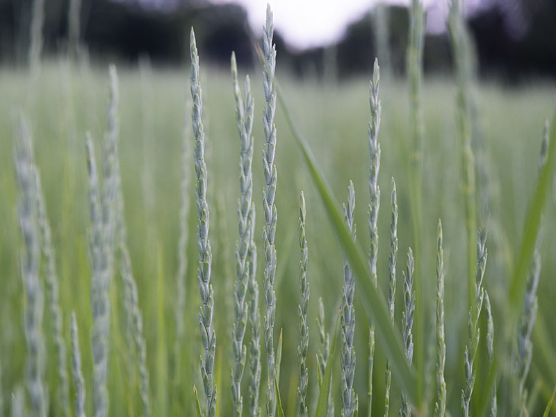 Food-grade wheatgrass variety released