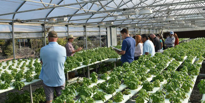 Hydroponic agriculture showcases diversity of California production