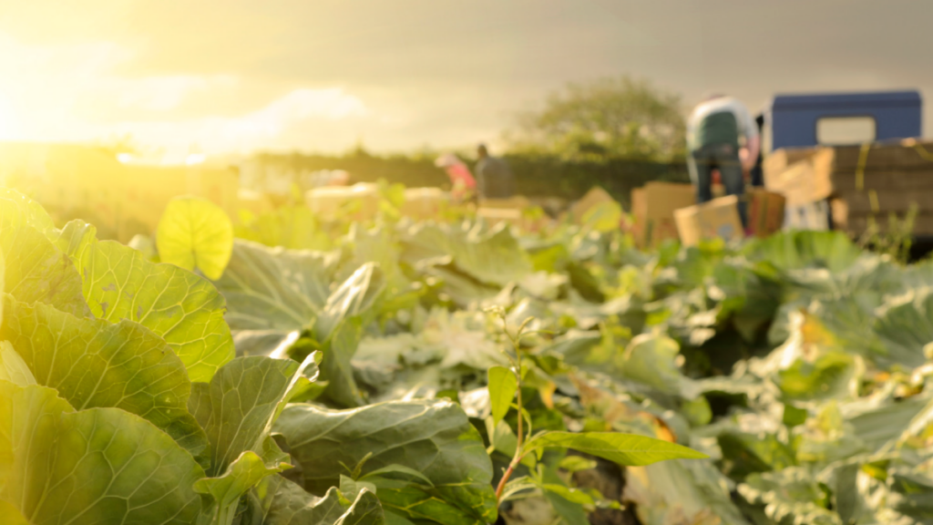 Balchem obtains registration for organic foliar products