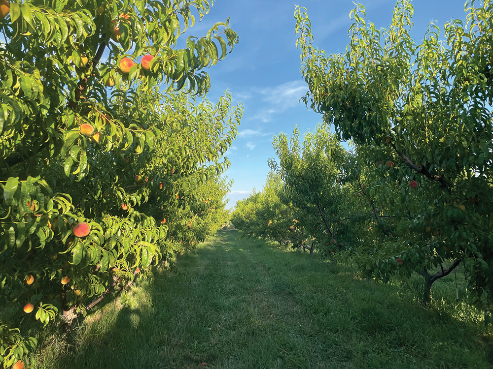 View of a peach orchard on a sunny day with blue skies.