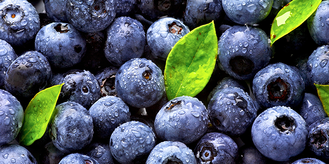 Blueberry fruit quality: Separating fact from perception