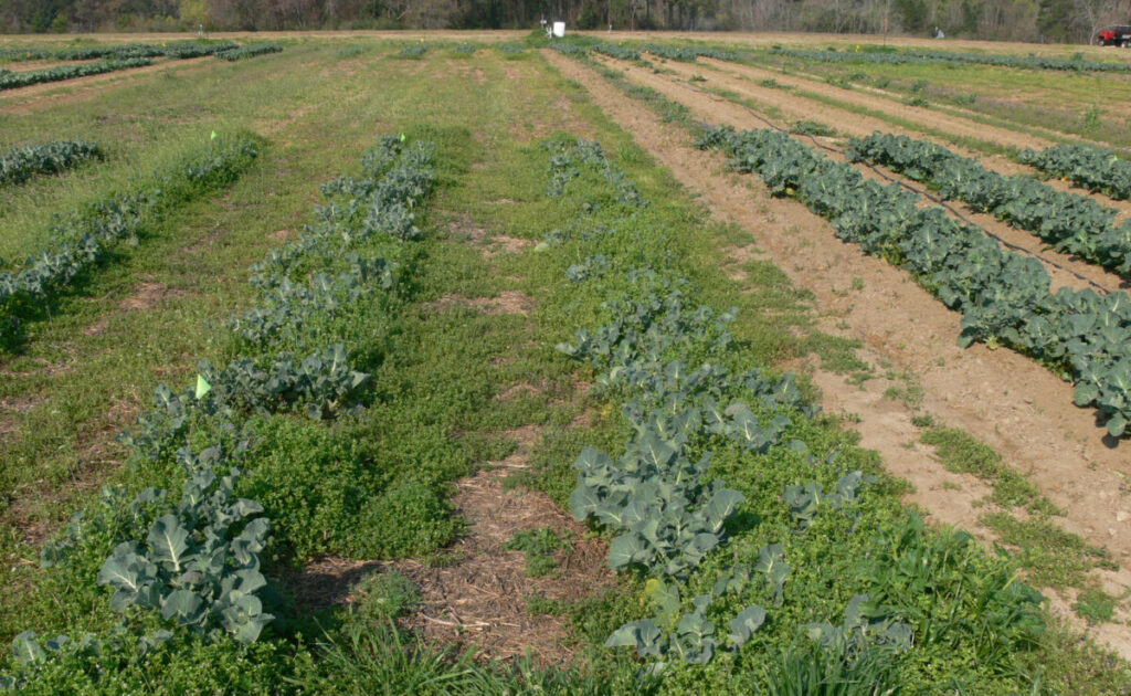 Michigan field day to spotlight organic weed control strategies