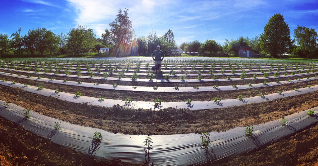 Buckle Farm kale
