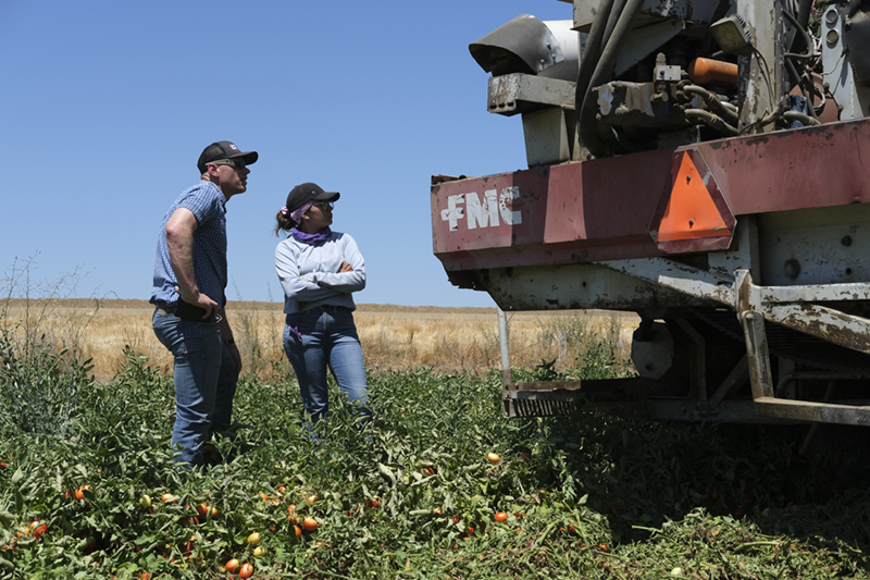 California tomato harvesting