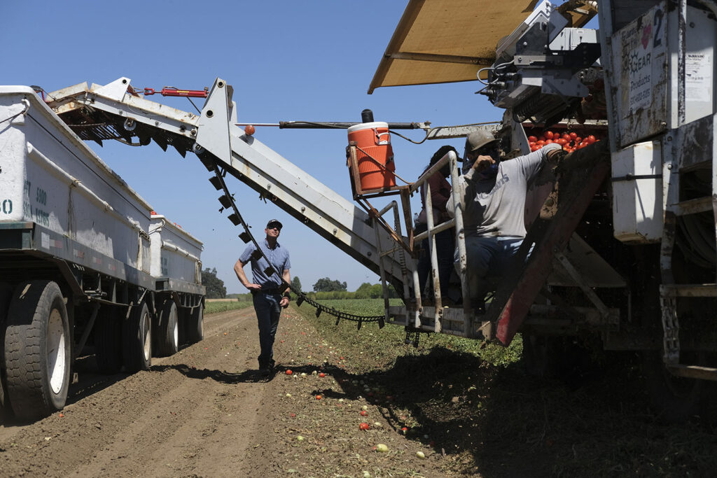 California tomato harvesting