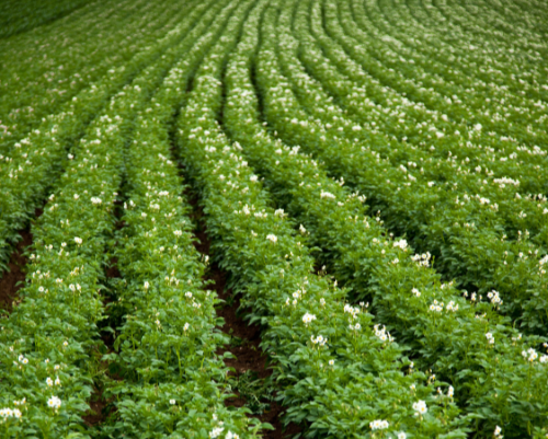 Nematodes: How They Help or Harm Your Soil