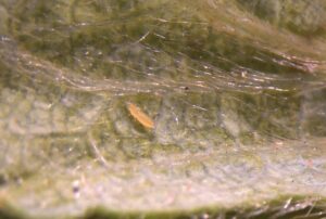 University of Maryland releases guide on biocontrol for thrips