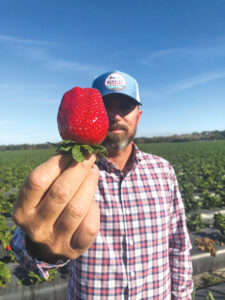 Man standing in a strawberry field holding a ripe strawberry close to the camera.