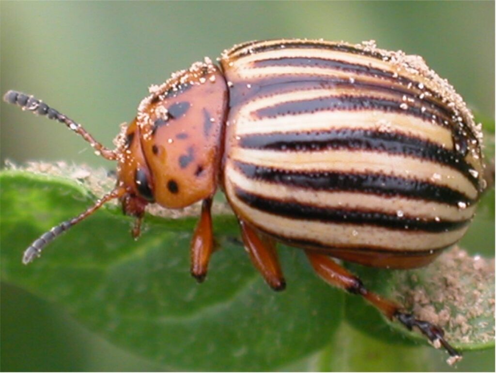 Renaissance BioScience biopesticide wins innovation recognition