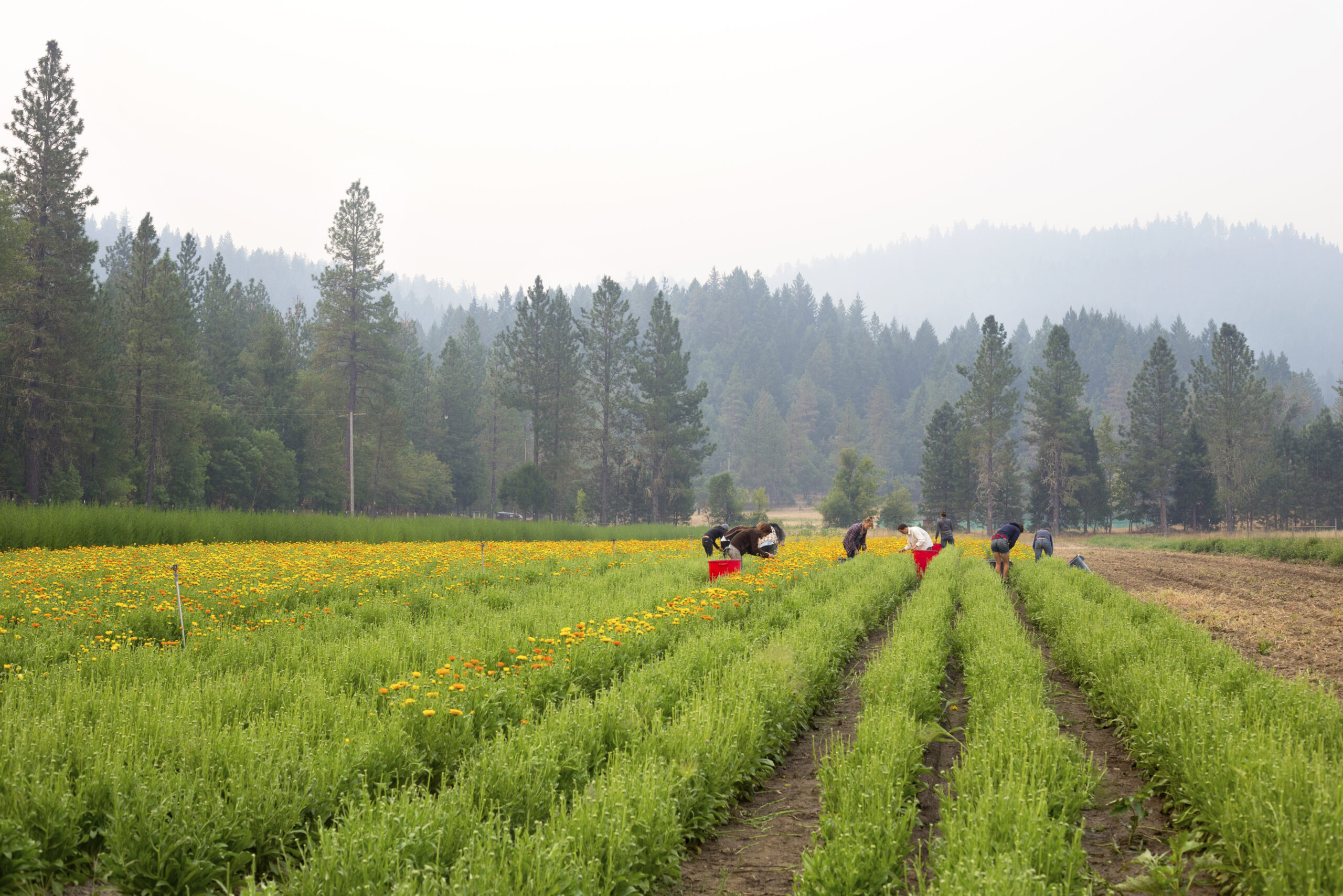 Image courtesy of Herb Pharm, a ROC Pilot participant