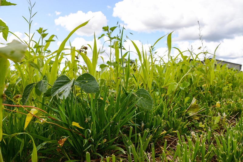 Study evaluates organic weed control in California