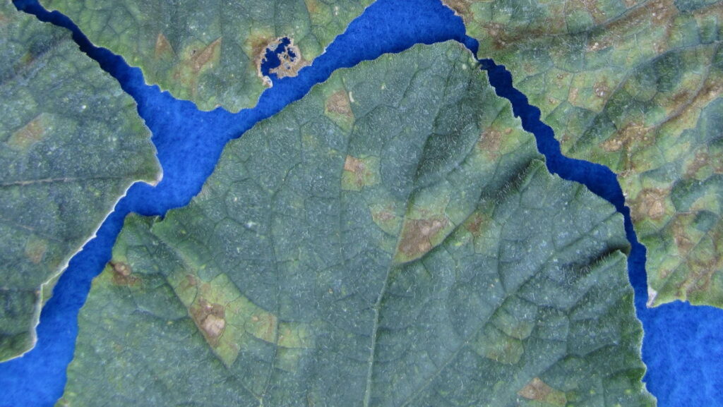 Organic options available for cucurbit downy mildew