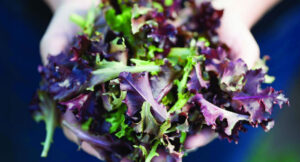 Duncan Family Farms grows organic baby leaf items, including several varieties of lettuce and greens.