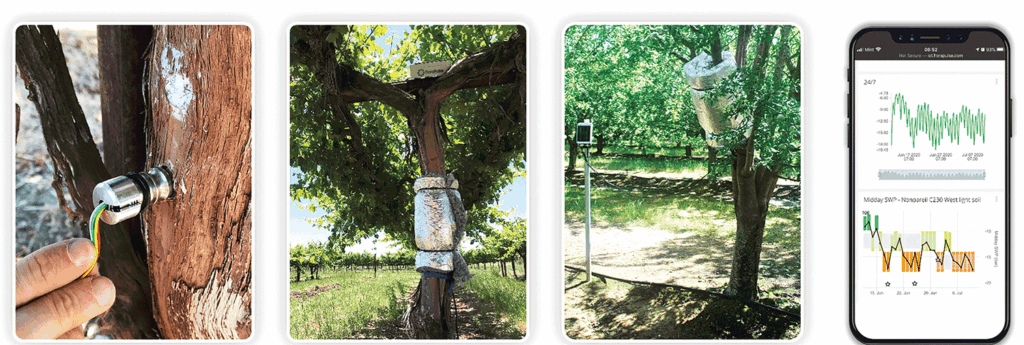 FloraPulse system measures water potential of trees, vines