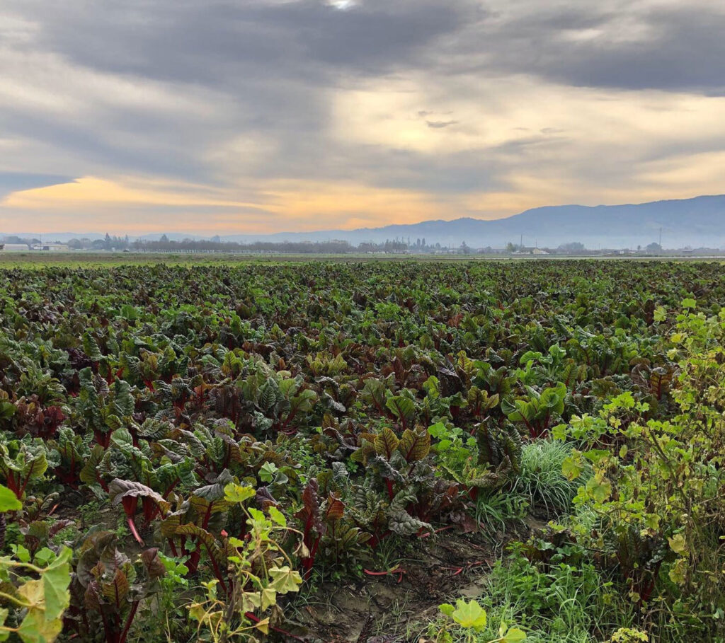 Pinnacle’s Phil Foster committed to soil management