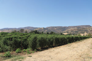 Rows of plants growing in a field with mountains in the background.
