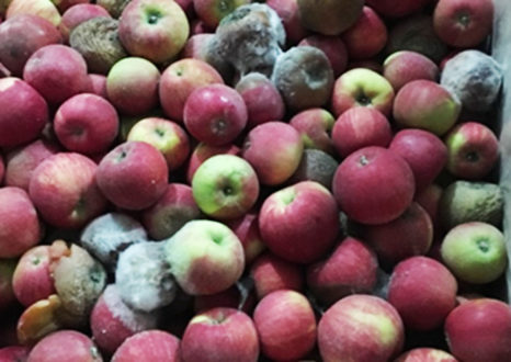 WSU webinar to cover organic control of apple rot pathogens