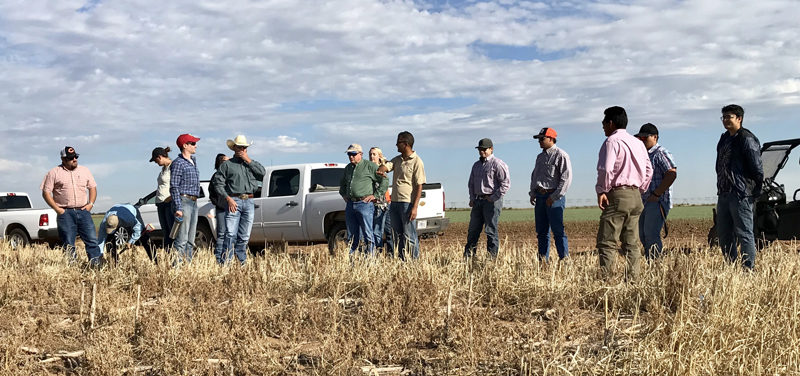 Cover crops can give hot, dry soils more than just ‘cover’