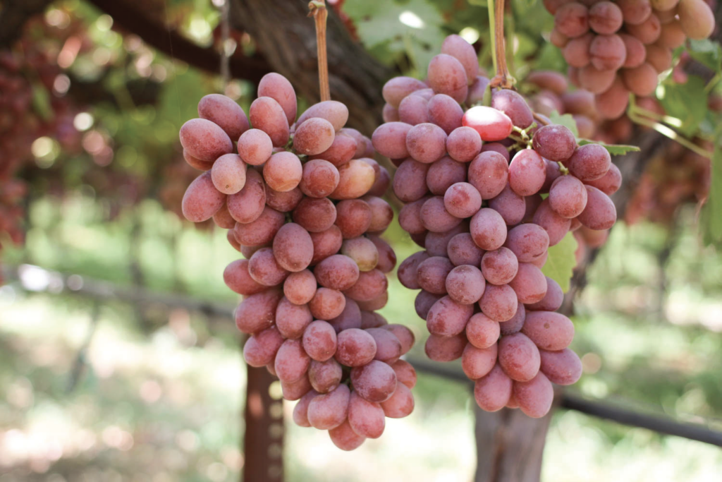 USDA expands crop insurance to cover grapevine loss