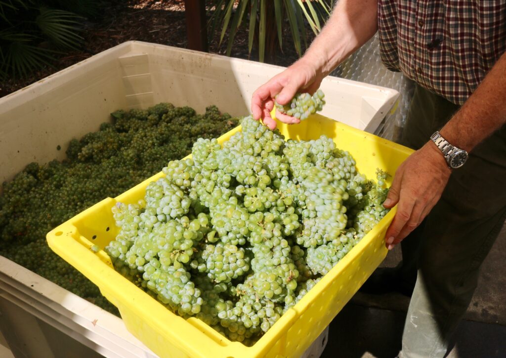 Great Bear Vineyards grows four varieties of white grapes and eight varieties of red grapes, some of which are blended. As a boutique winery, Great Bear produces about 2,000 cases of wine a year.