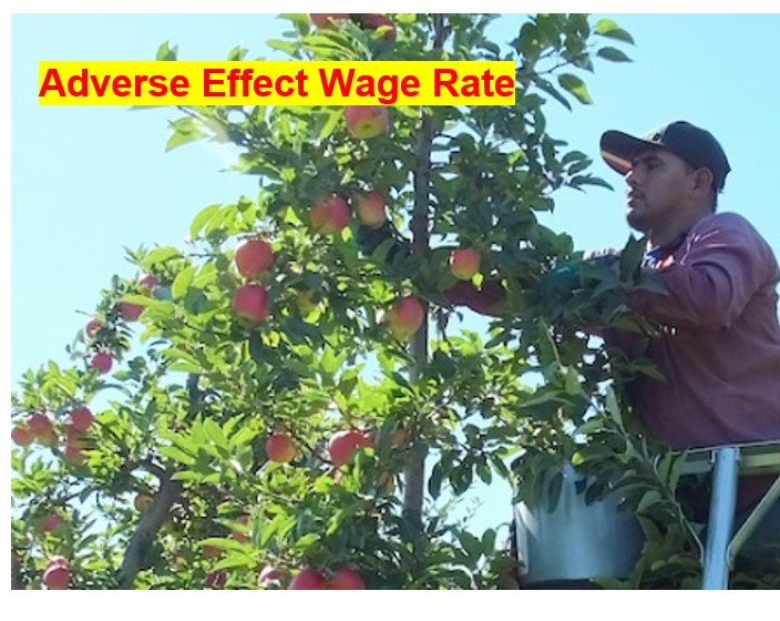 Georgia’s AEWR rate expected to increase 