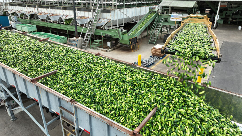 For four years, the vertically-oriented Hartung Bros. has been growing organic pickling cucumbers. 