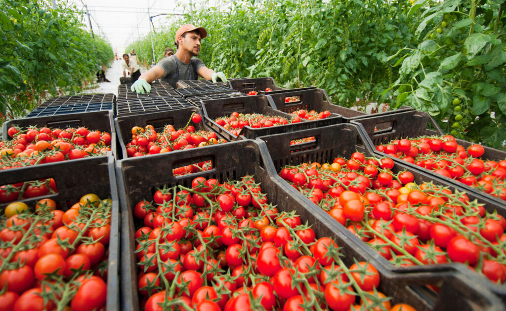 Organic fruits and vegetables lead grocery price increases in new analysis