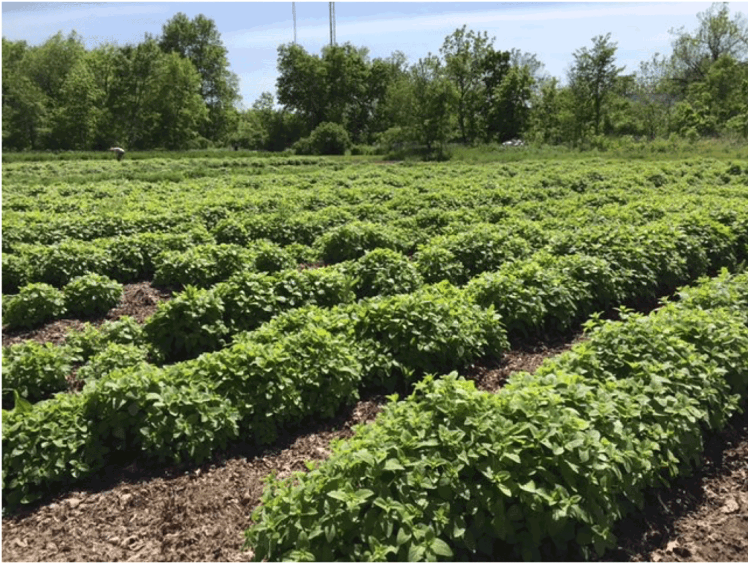 Herbs growing at Four Elements Organic Herbals
