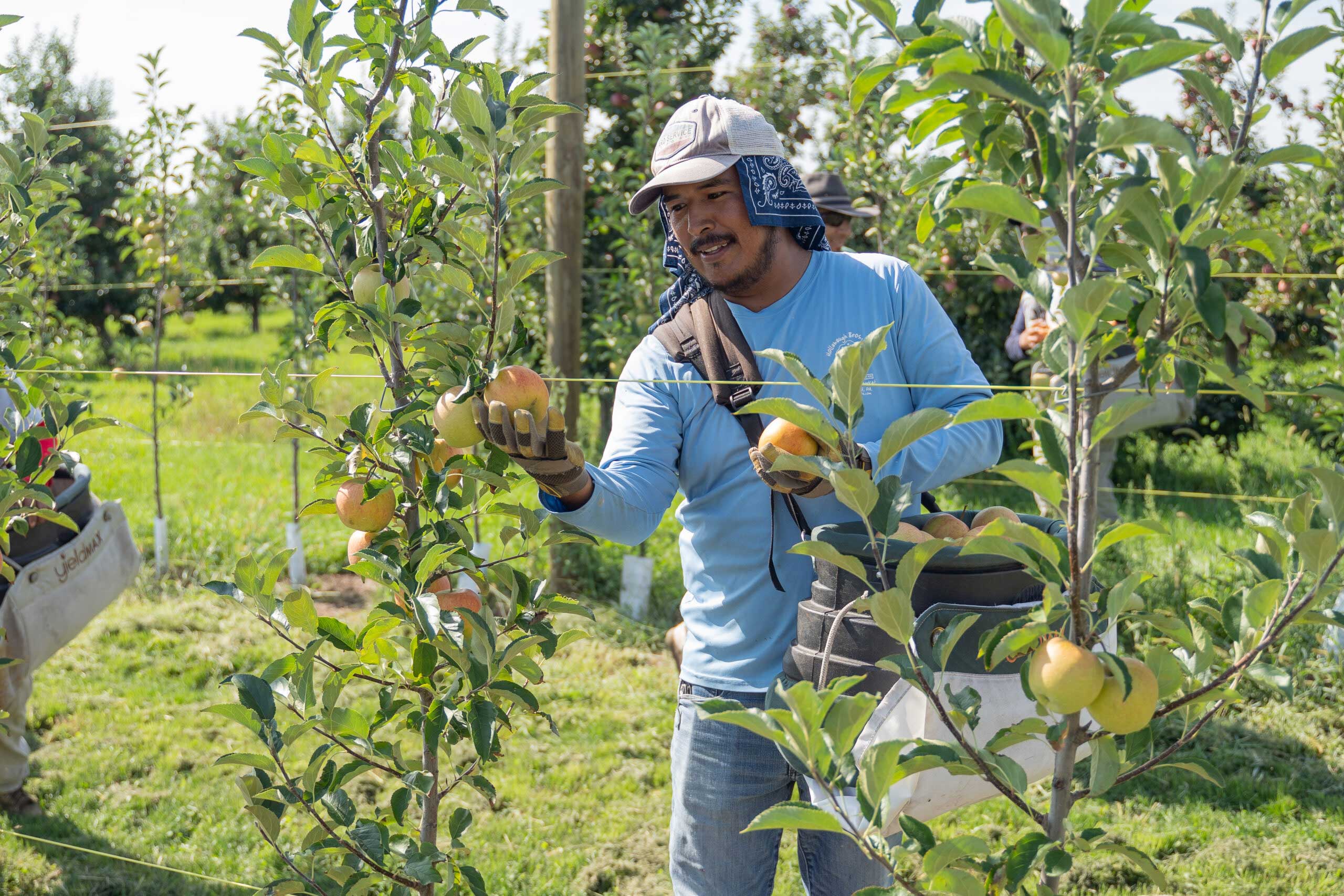 Photo of farmworker harvesting apples