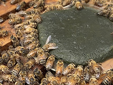 EFI streamlines IPM audits, expands pollinator friendly resources
