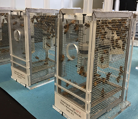 Honey bees feed on imidacloprid during a cage experiment