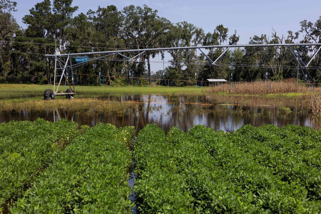 Hurricane Debby: Florida ag production losses top $93 million