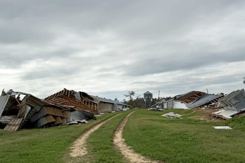 Hurricane Helene causes $6 billion in damage to Georgia agriculture