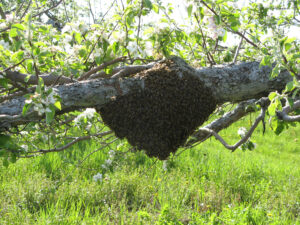 bee swarm