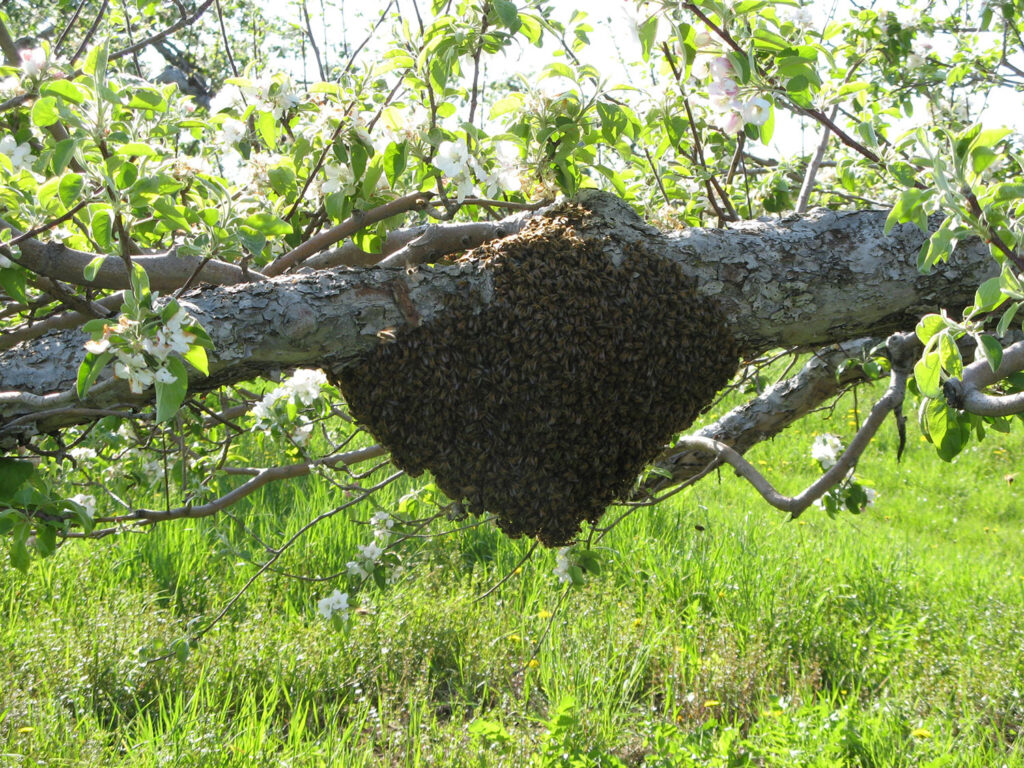 Pollen Nation: Points to ponder when renting bees for organic crops