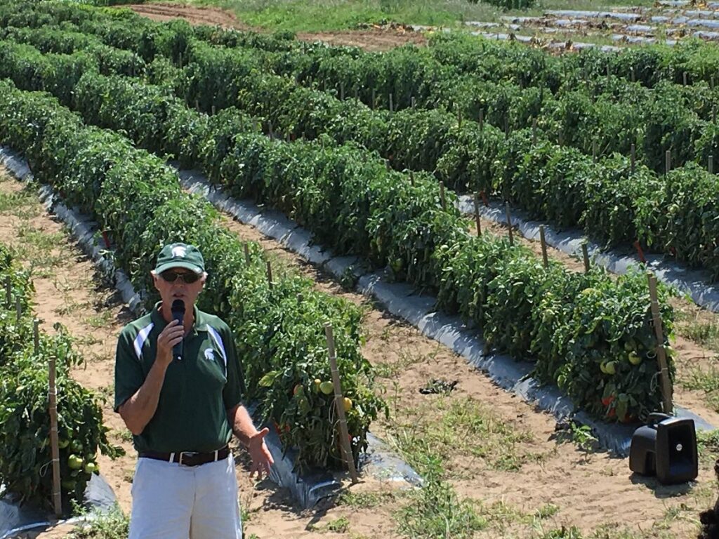 Tomato trials, organic N options shown at field day