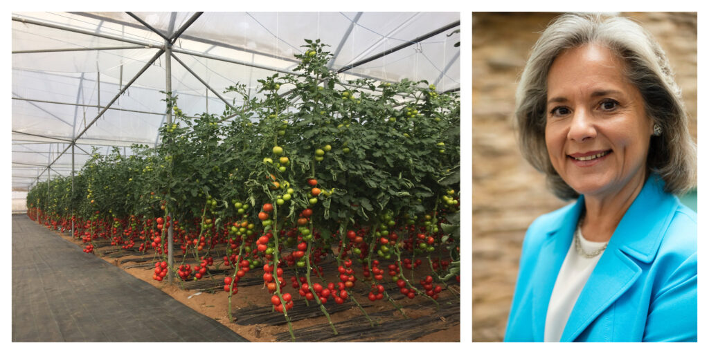 Bayer’s vegetable seed leader sees ‘shift toward organic preference’