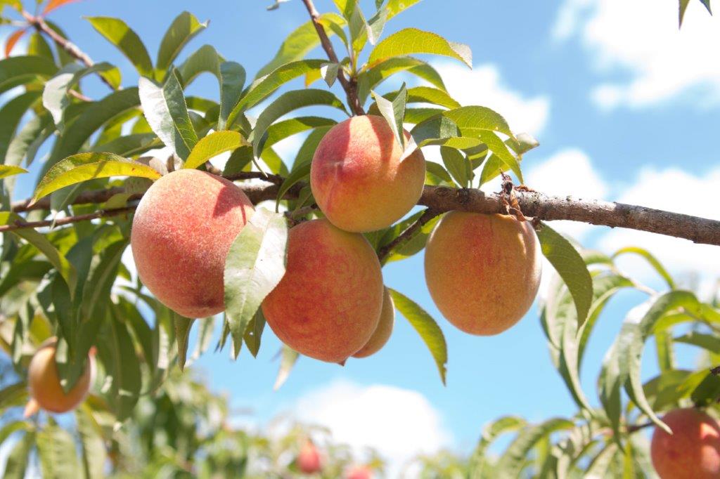 Titan Farms expands into organics through Watsonia partnership