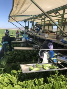 A romaine lettuce harvest for Josie's Organics, a brand of Braga Fresh. Photo: Braga Fresh
