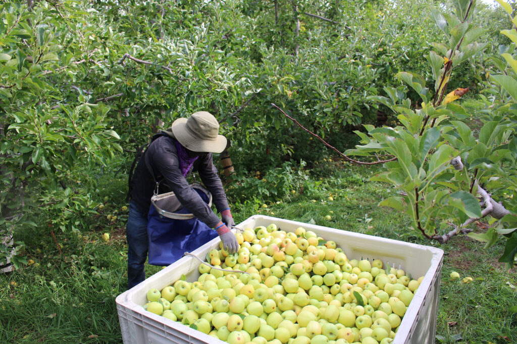 Grower research priorities for North Central region organic apple production