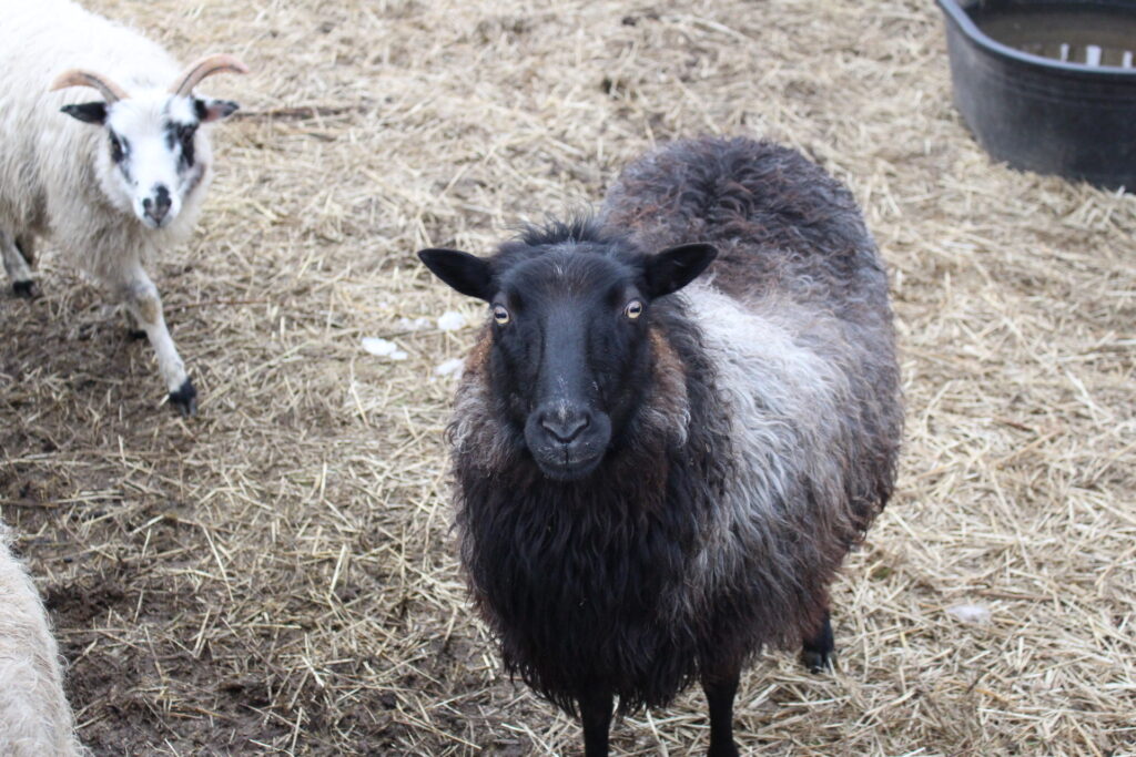 Washington sheep farmer tests effect of grazing on potato farmland
