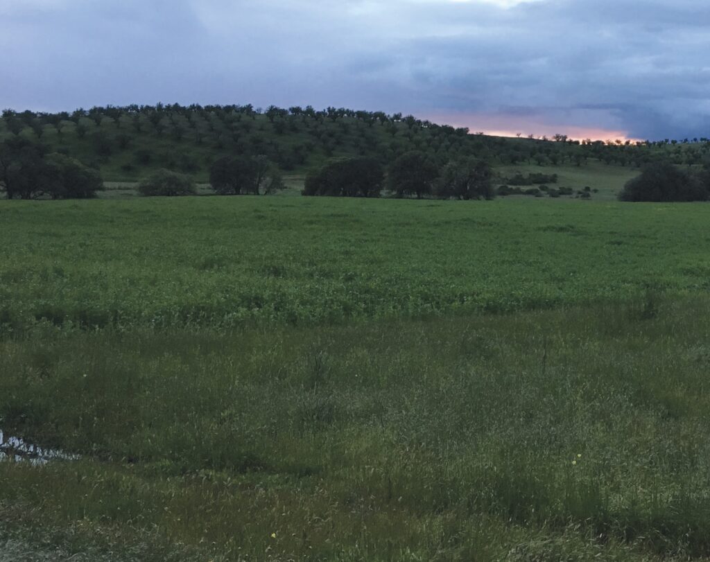 John DeRosier’s field is in the foreground, while oak trees and dry-farmed almonds are on the horizon.