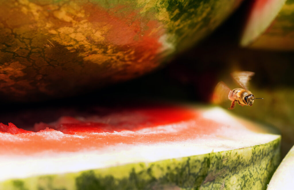 Value of integrated pest management shown in Purdue study of corn, watermelon