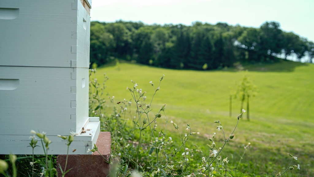 Some of the farm acres that Superior Fresh is dedicated to rehabilitating.