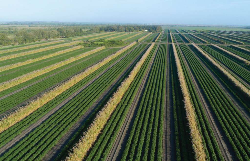 Why Lipman Family Farms invests in organics and sustainable packaging