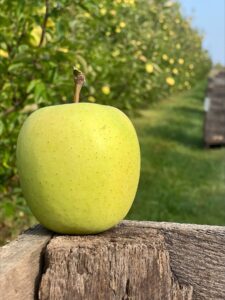 Close-up of a green apple on a fence post in an orchard.
