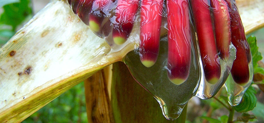 Mexican corn variety studied for its ability to use N in the air